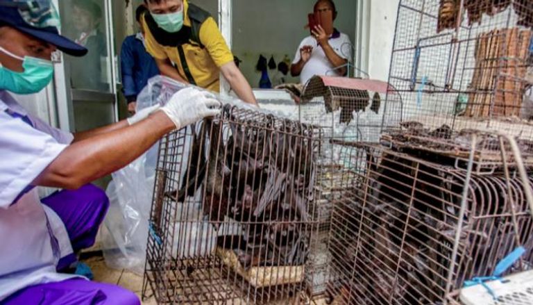 كورونا يواصل ضعفه في الحيوانات