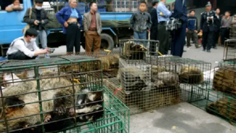 كورونا يواصل ضعفه في الحيوانات