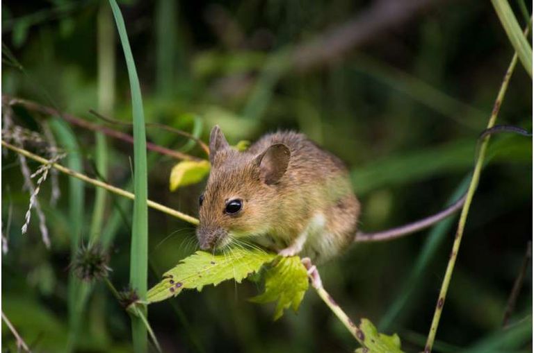 كورونا يواصل ضعفه في الحيوانات