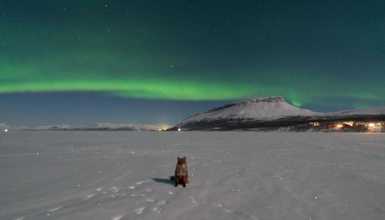 الثعلب الأسطوري يرافق الشفق القطبي في صور مذهلة بفنلندا