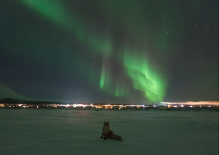 الثعلب الأسطوري يرافق الشفق القطبي في صور مذهلة بفنلندا