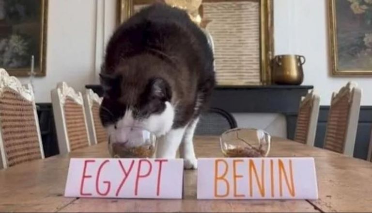 القط نيمبوس