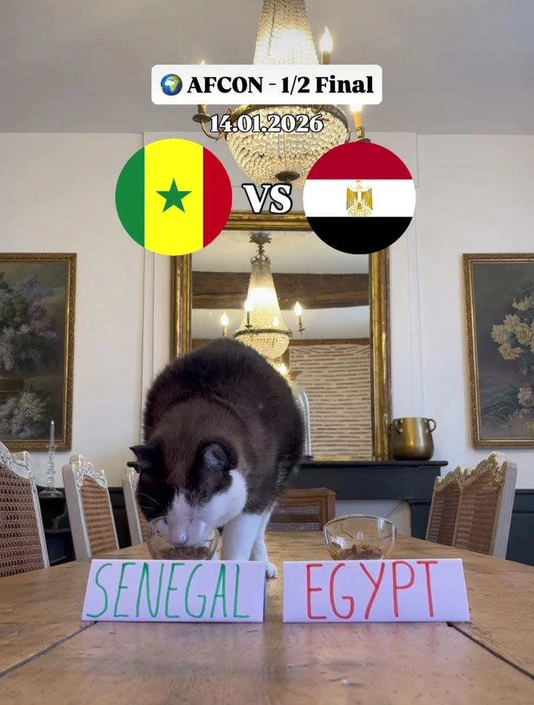 القط نيمبوس