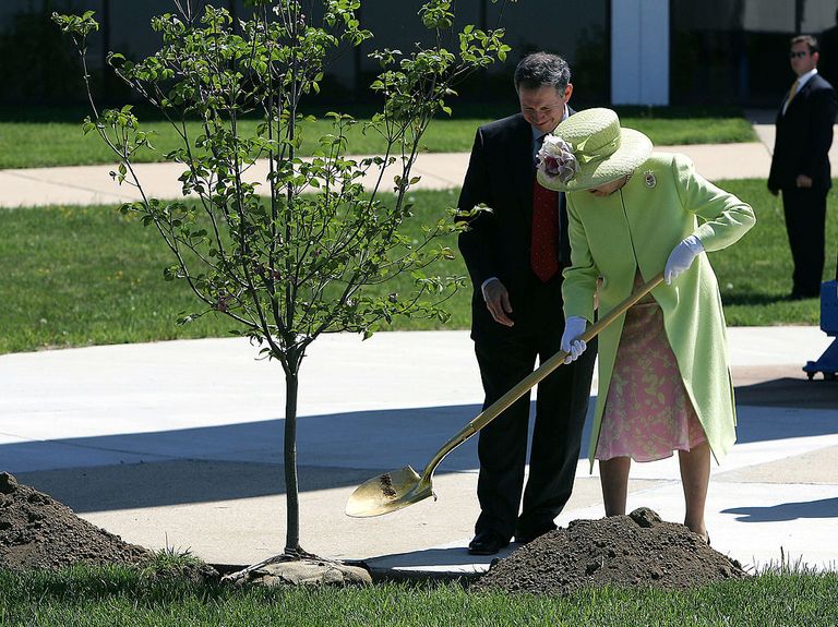 شجرة عليها لوحة توضح أن البذرة التي نبتت منها قد دارت حول القمر.