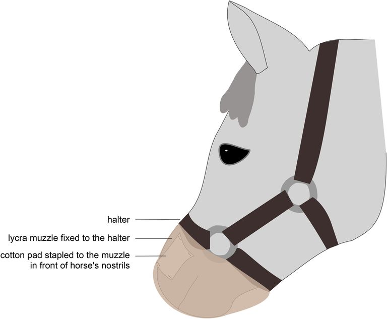 الخيول تشم الخوف البشري