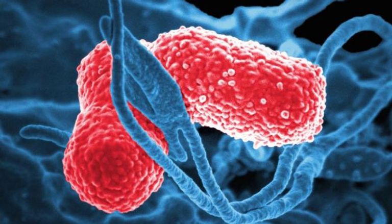 بكتيريا الأمعاء