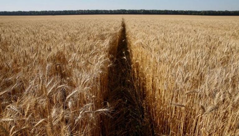 محصول القمح