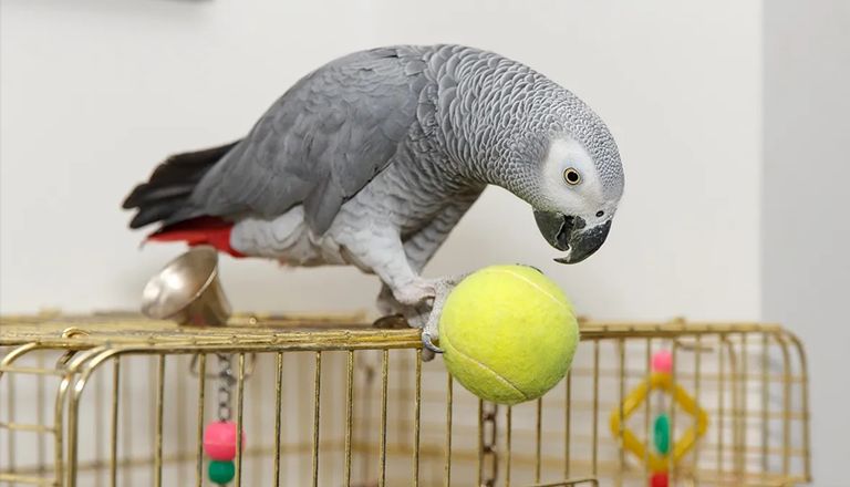 الببغاء "نايجل"