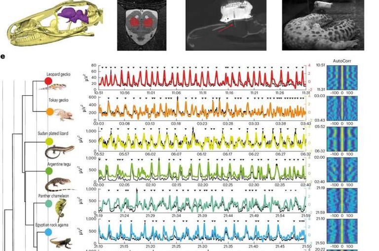 اكتشاف إيقاع دماغي من عصر الديناصورات 