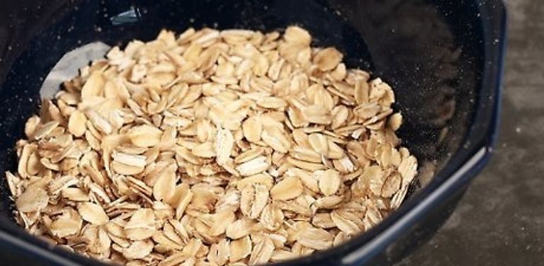 حمية الشوفان القصيرة تقلل الكوليسترول وتدعم صحة الأمعاء