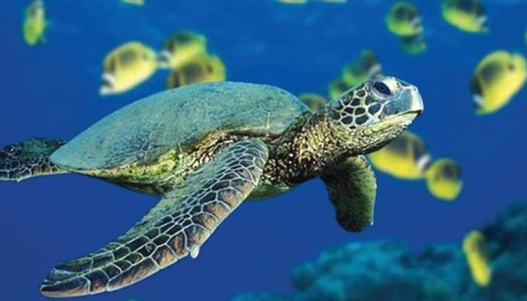 سلحفاة بحرية خضراء