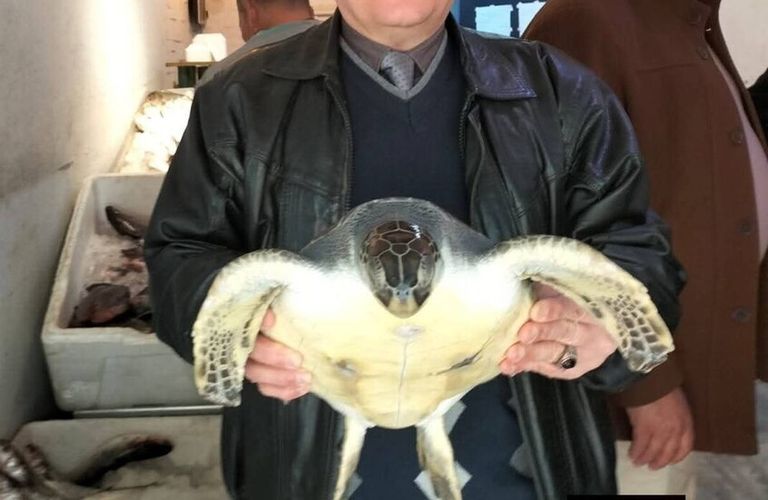 سلحفاة بحرية خضراء