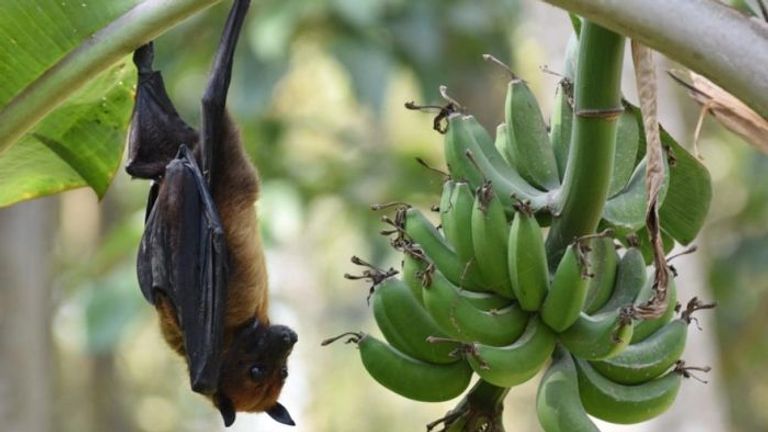 فيروس نيباه غالبا ما ينتقل من الخفافيش إلى الإنسان