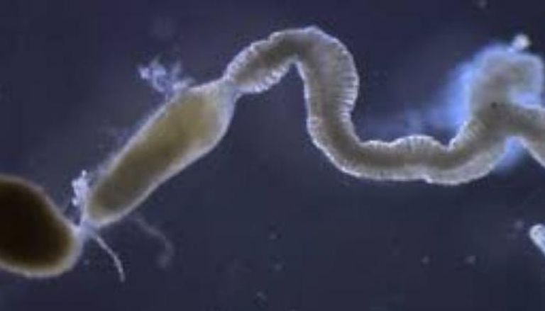 بكتيريا " كاباليرونيا إنسِكتيكولا "