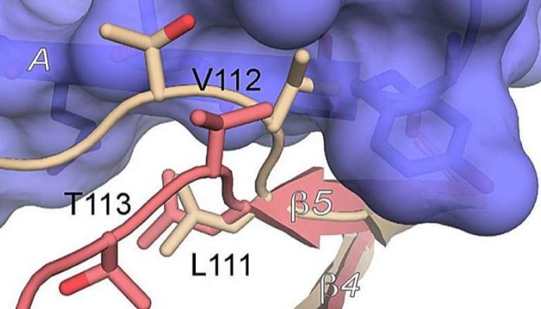 رسم توضيحي يكشف آلية التأثير السلبي على «منظّم المرور» المناعي 