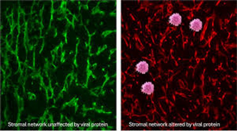 رسم توضيحي يكشف آلية التأثير السلبي على «منظّم المرور» المناعي 