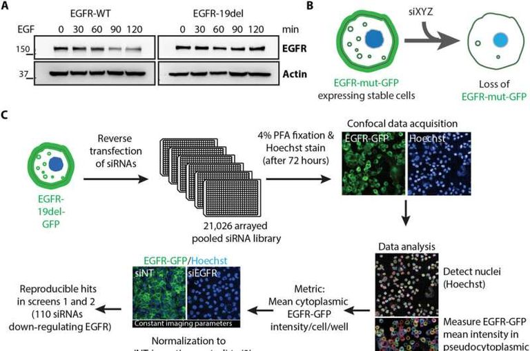 تحديد السبب وراء مقاومة بعض خلايا سرطان الرئة الشديد للعلاج