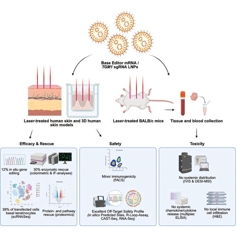 الباحثون القائمون على أول علاج جيني لمشاكل الجلد