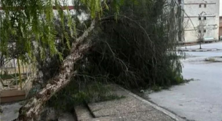 سقوط أشجار في تونس بسبب الرياح