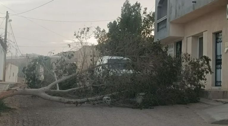 سقوط أشجار في تونس بسبب الرياح