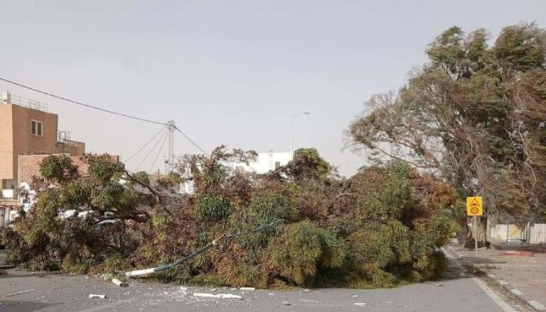 العواصف الشديدة تسببت في سقوط أشجار