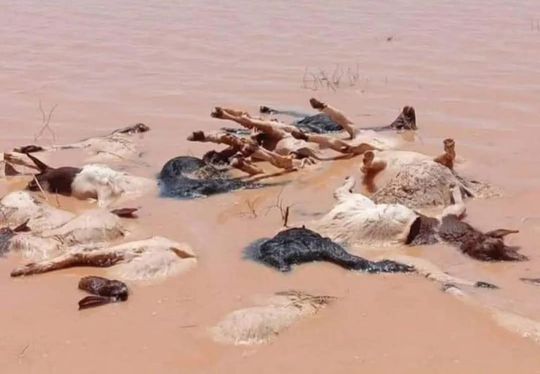 فيضانات تاريخية تضرب تونس وتكبّد القطاع الزراعي خسائر فادحة - صورة 1