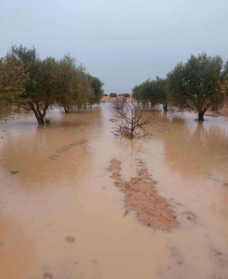 فيضانات تاريخية تضرب تونس وتكبّد القطاع الزراعي خسائر فادحة - صورة 2
