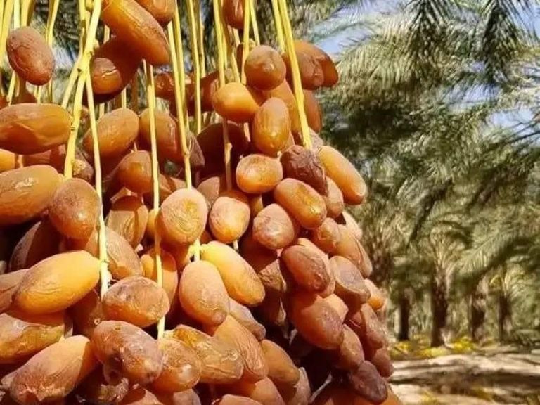 تونس تجني نصف مليار دينار من صادرات التمور في 4 أشهر - صورة 1