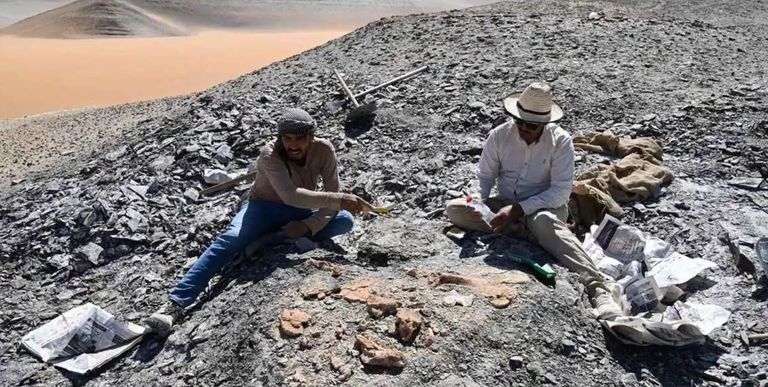 عمرها 66 مليون سنة.. اكتشاف أقدم سلحفاة بحرية في مصر - صورة 1