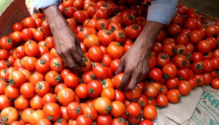 أسعار الطماطم في المغرب تشتعل.. تعرف على أبرز الأسباب - صورة 2