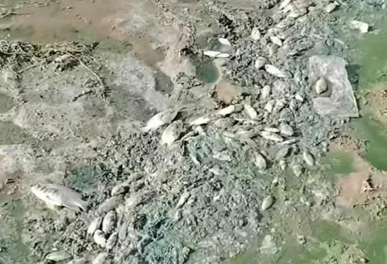 نفوق جماعي للأسماك في بحيرة النوبة - صورة 1