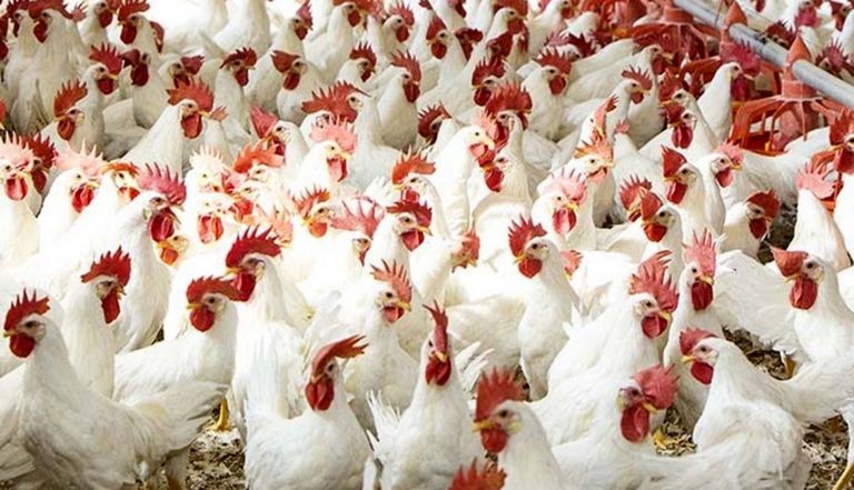 نظام الطيبات تحت المجهر.. كيف أصبحت السجائر مسموحة والفاكهة مسمومة؟ - صورة 2