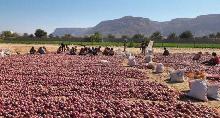 كارثة تحاصر مزارعي البصل في اليمن.. خسائر كبيرة بعد منع التصدير - صورة 1
