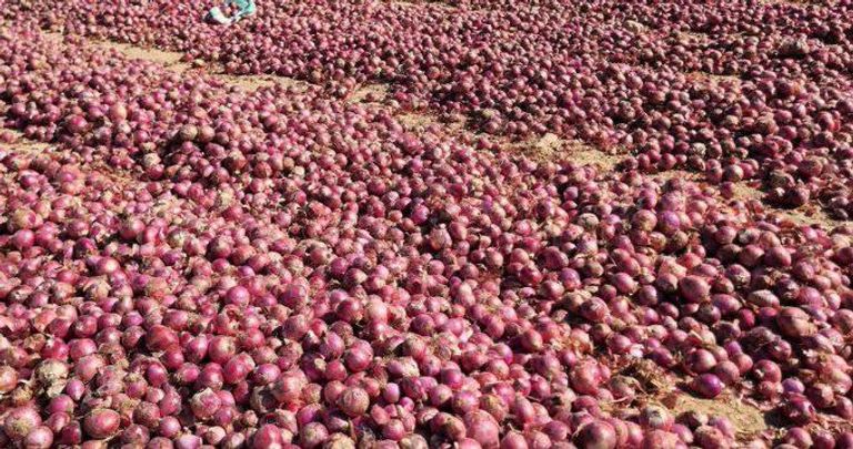 كارثة تحاصر مزارعي البصل في اليمن.. خسائر كبيرة بعد منع التصدير - صورة 2