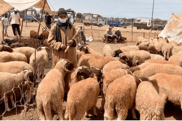 انكسار موجة الجفاف في المغرب.. الأمطار تبعث الحياة في شعيرة الأضحية - صورة 2