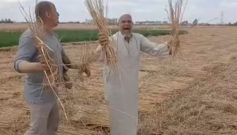 بينهم نجل مالك سابق.. ضبط 4 متهمين في واقعة سرقة قمح بالشرقية في مصر - صورة 1