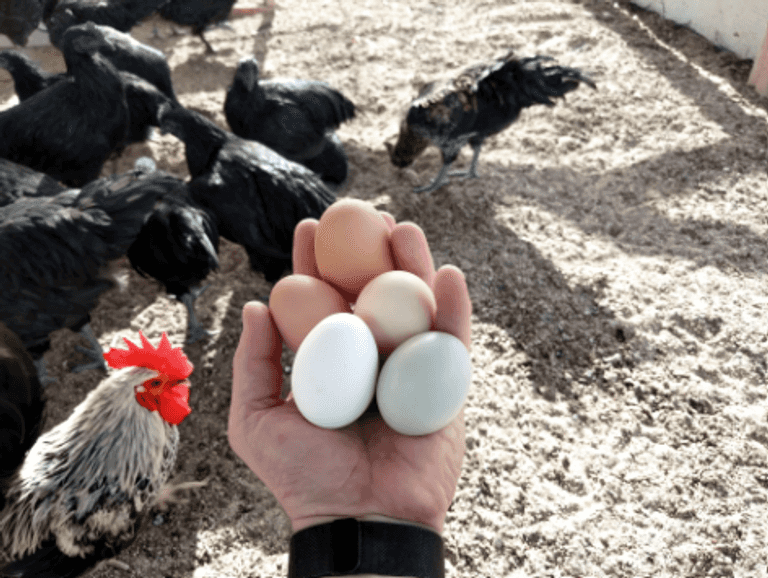 نظام الطيبات.. لماذا صنّف العوضي الدجاج والبيض كـ«أطعمة خبيثة» رغم قيمتهما الغذائية؟ (خاص) - صورة 2