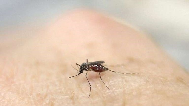 يقتل 760 ألف إنسان سنويا.. البعوض &laquo;أخطر كائن على البشر&raquo; - صورة 2