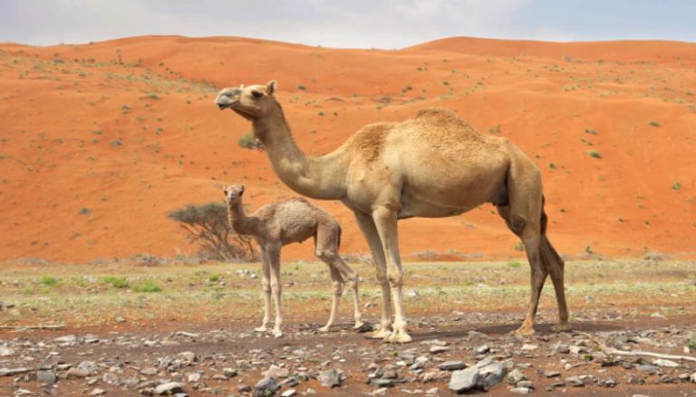 أضحية الإبل عن كم شخص؟.. دار الإفتاء المصرية تجيب - صورة 1