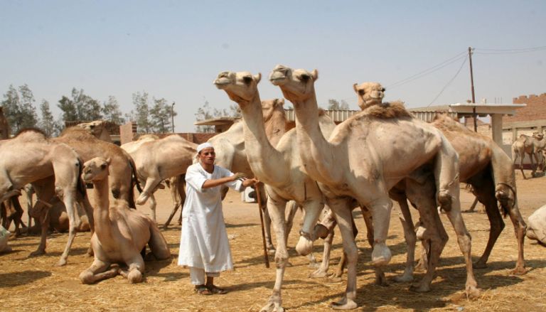أضحية الإبل عن كم شخص؟.. دار الإفتاء المصرية تجيب - صورة 2