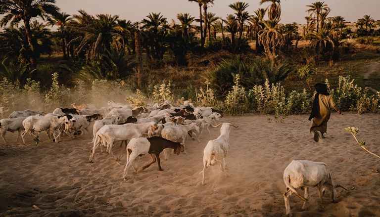 الإرهاب يفاقم الجوع.. &laquo;بوكو حرام&raquo; و&laquo;داعش&raquo; يحوّلان بحيرة تشاد لـ&laquo;مقبرة&raquo; - صورة 1