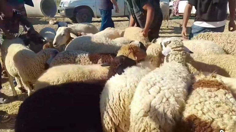 &laquo;موسم الأرزاق&raquo;.. مهن مؤقتة تنعش شوارع تونس قبل عيد الأضحى - صورة 2