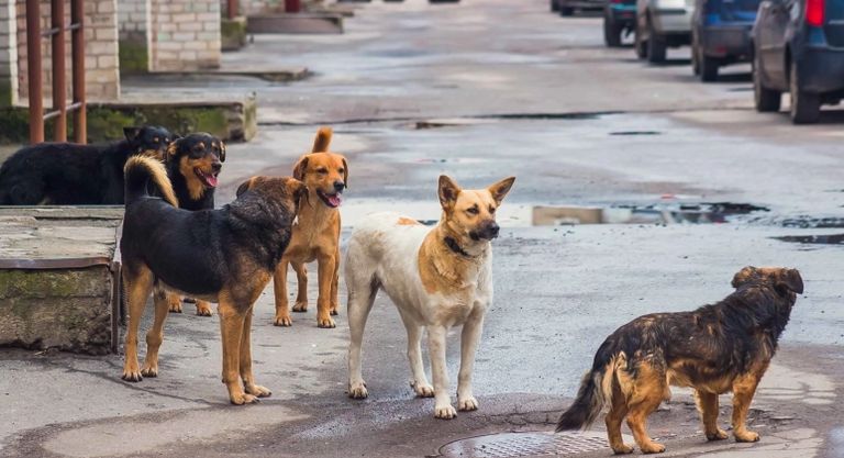 بسبب كلب ضال.. أب تركي مهدد بالسجن 4 سنوات - صورة 1