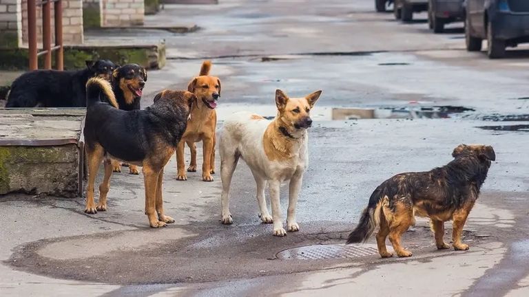 من شوارع القاهرة إلى بنوك الدم بالخارج.. هل تصبح الكلاب الضالة موردا اقتصاديا؟ (خاص) - صورة 1