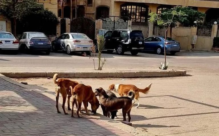 من شوارع القاهرة إلى بنوك الدم بالخارج.. هل تصبح الكلاب الضالة موردا اقتصاديا؟ (خاص) - صورة 2