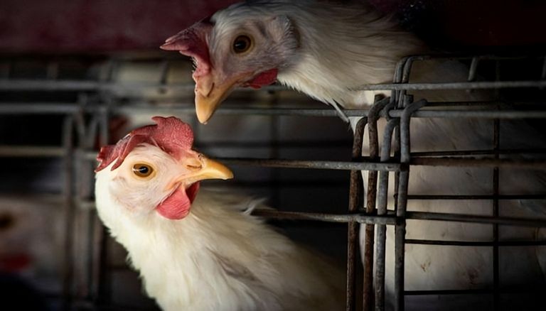 أستراليا تسجل ثاني إصابة بإنفلونزا الطيور H5N1 وتوسع إجراءات الرصد - صورة 1