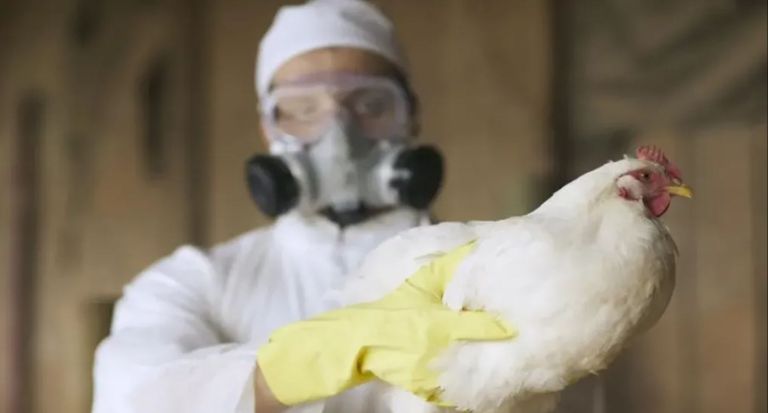 لغز التحول الخطير لإنفلونزا الطيور.. لماذا هاجم فيروس H5N1 أبقار الحليب؟ - صورة 1