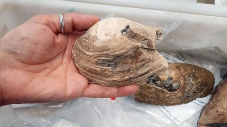 عمرها 125 مليون عام.. أحفورة بريطانية نادرة تفك لغزا غامضا عن الحياة - صورة 1