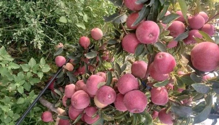 موسم جني التفاح في الشبيكة.. طقوس صيفية تنعش القيروان التونسية - صورة 1