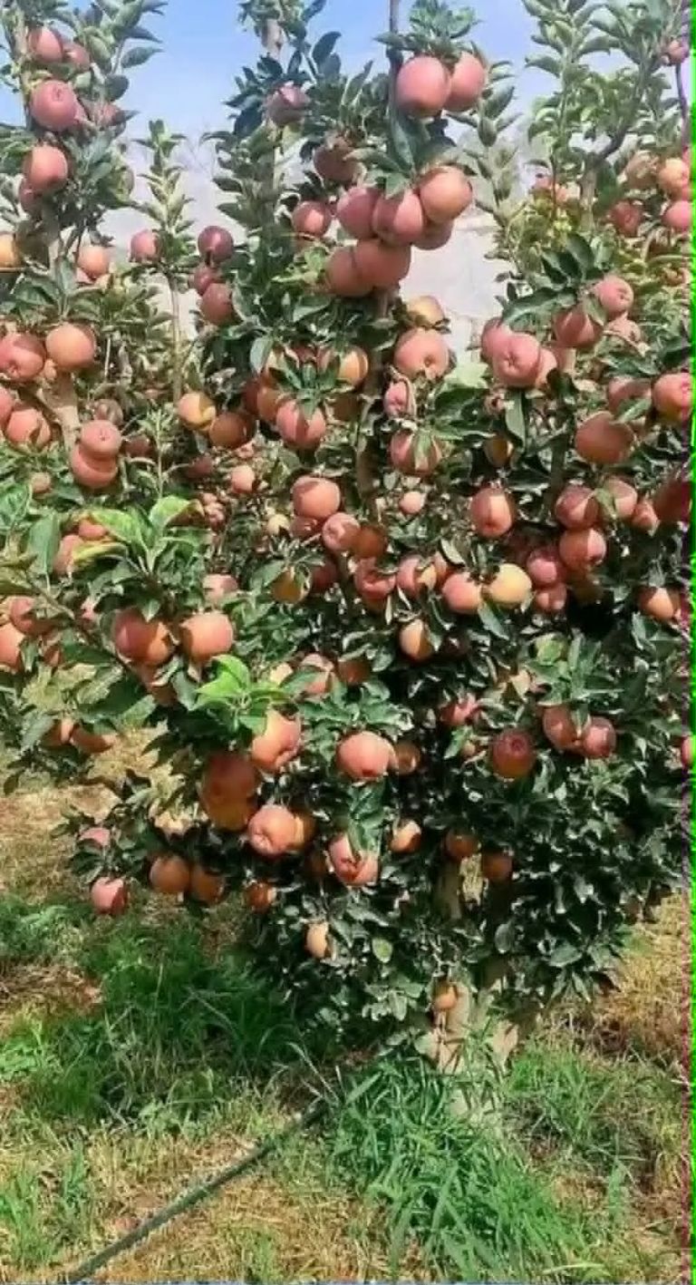موسم جني التفاح في الشبيكة.. طقوس صيفية تنعش القيروان التونسية - صورة 2